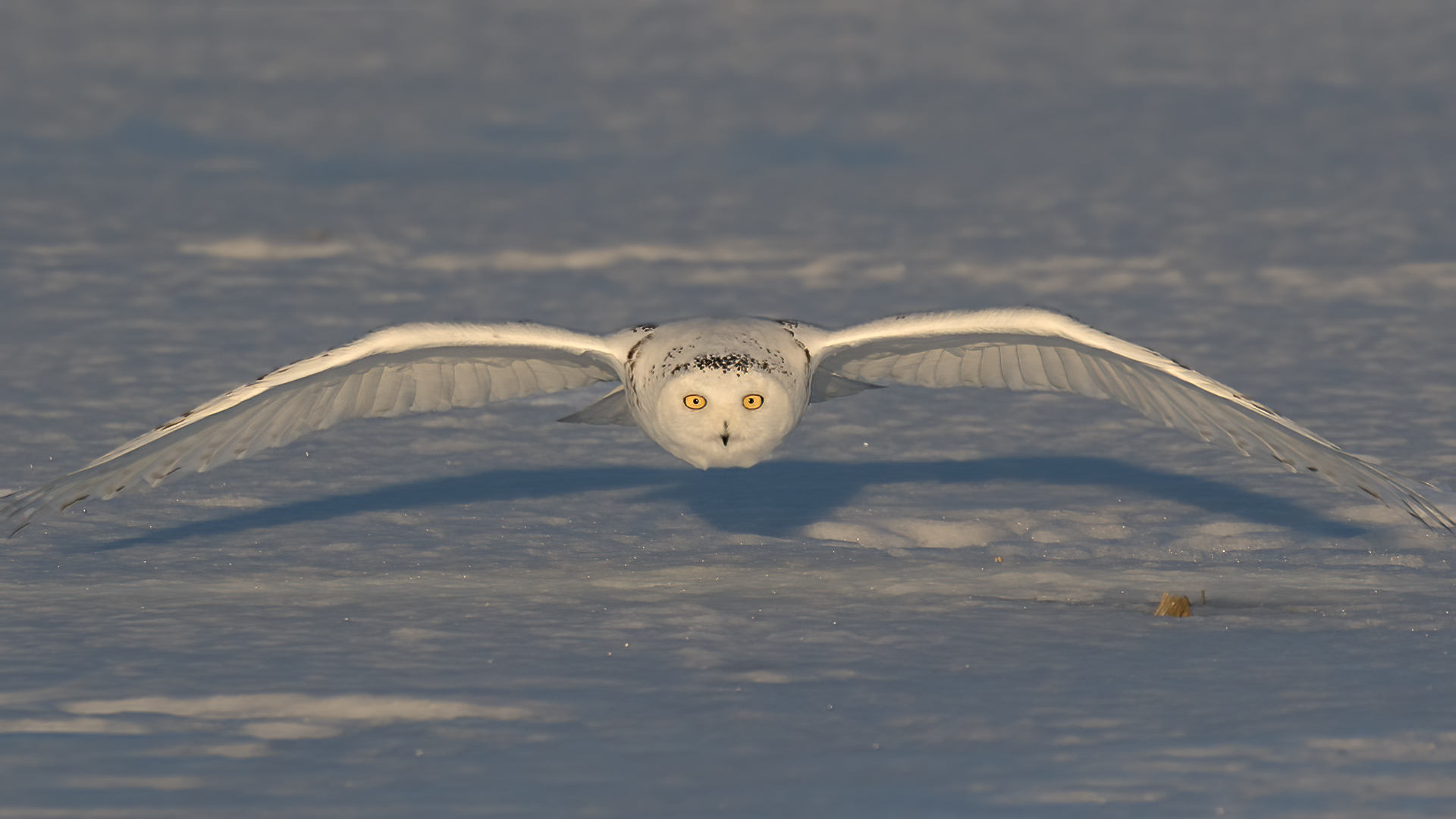 Snowy Owl